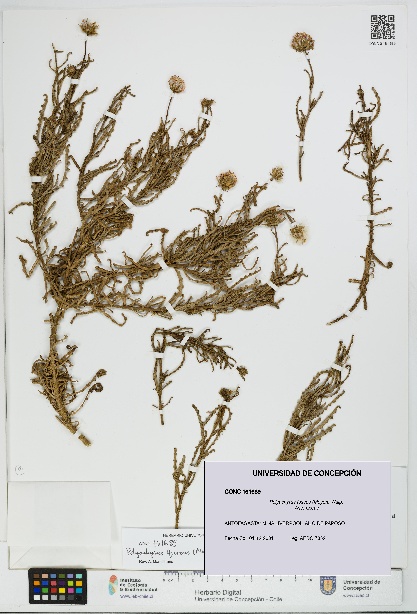 Polyachyrus fuscus [Espécimen: UDEC:CONC:0161689]