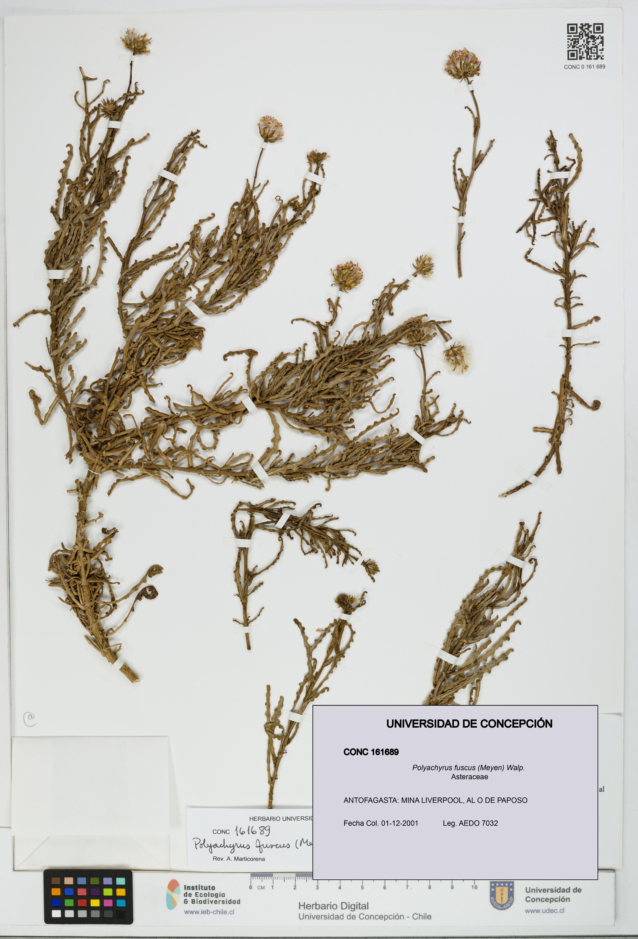Polyachyrus fuscus [Espécimen: UDEC:CONC:0161689]
