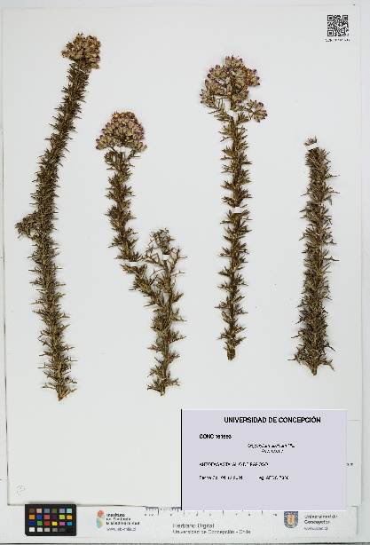 Oxyphyllum ulicinum [Espécimen: ]