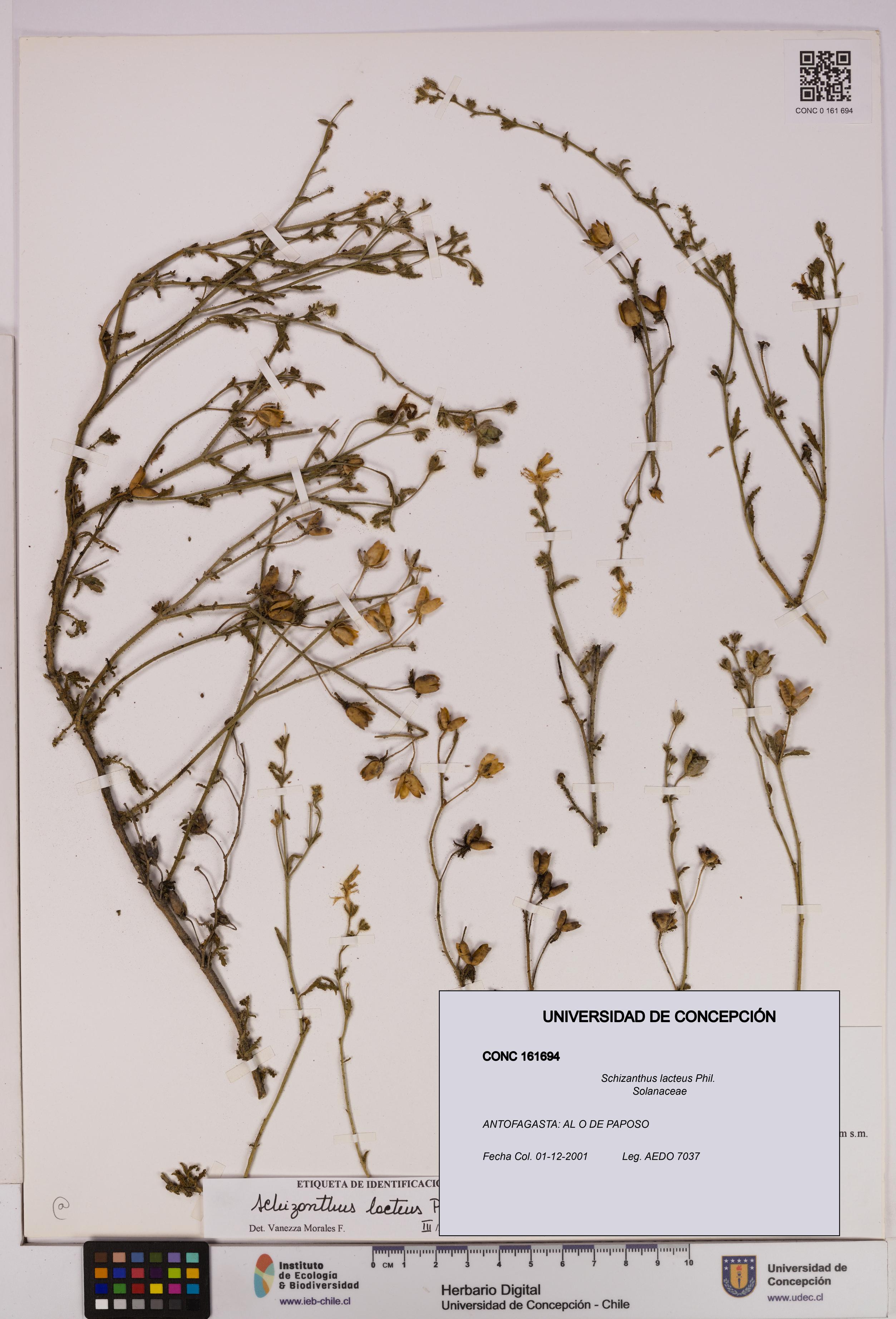 Schizanthus lacteus [Espécimen: UDEC:CONC:0161694]