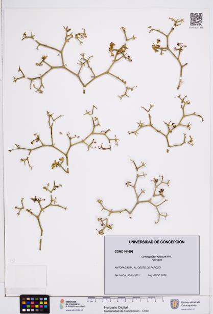 Gymnophyton foliosum [Espécimen: ]