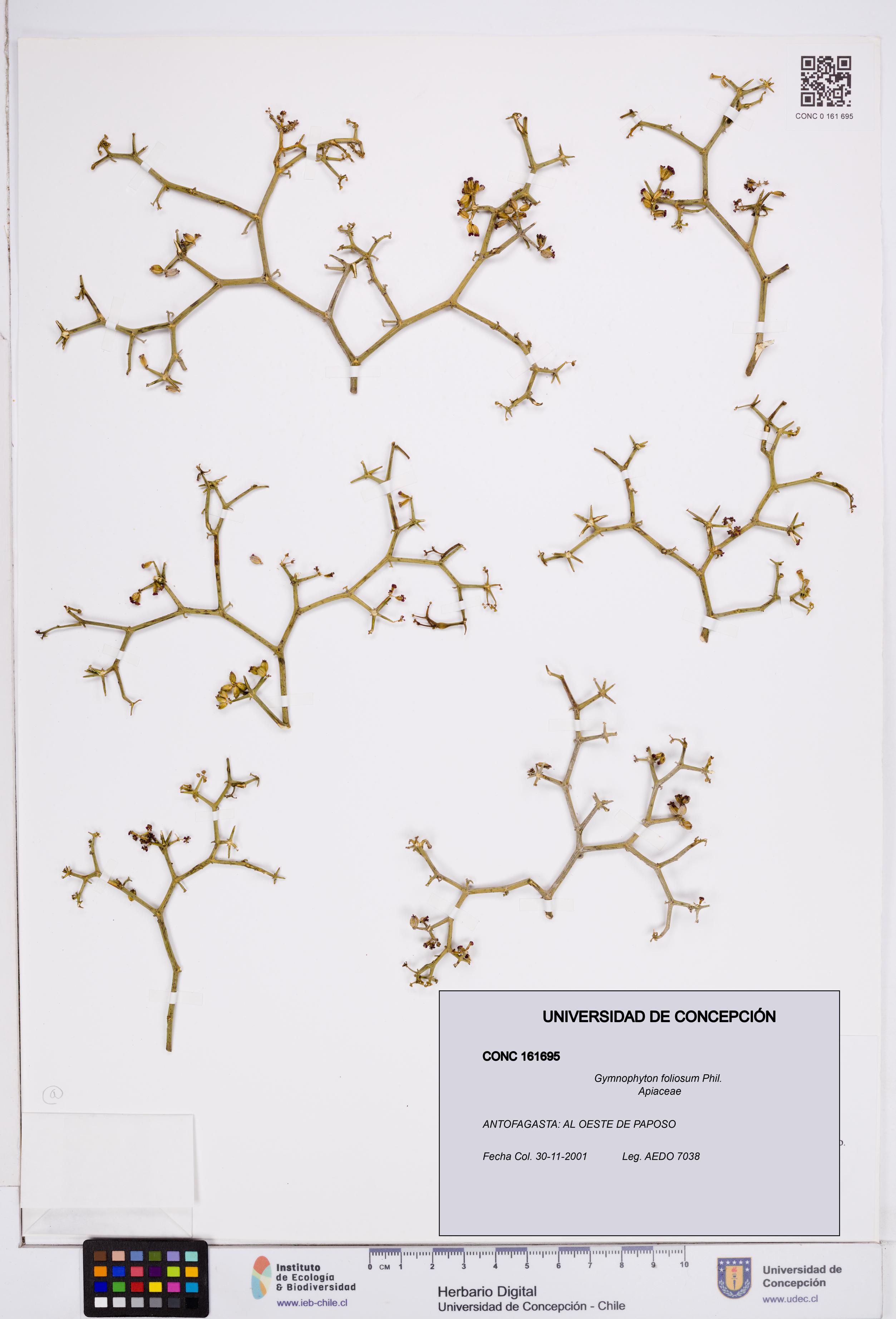 Gymnophyton foliosum [Espécimen: ]
