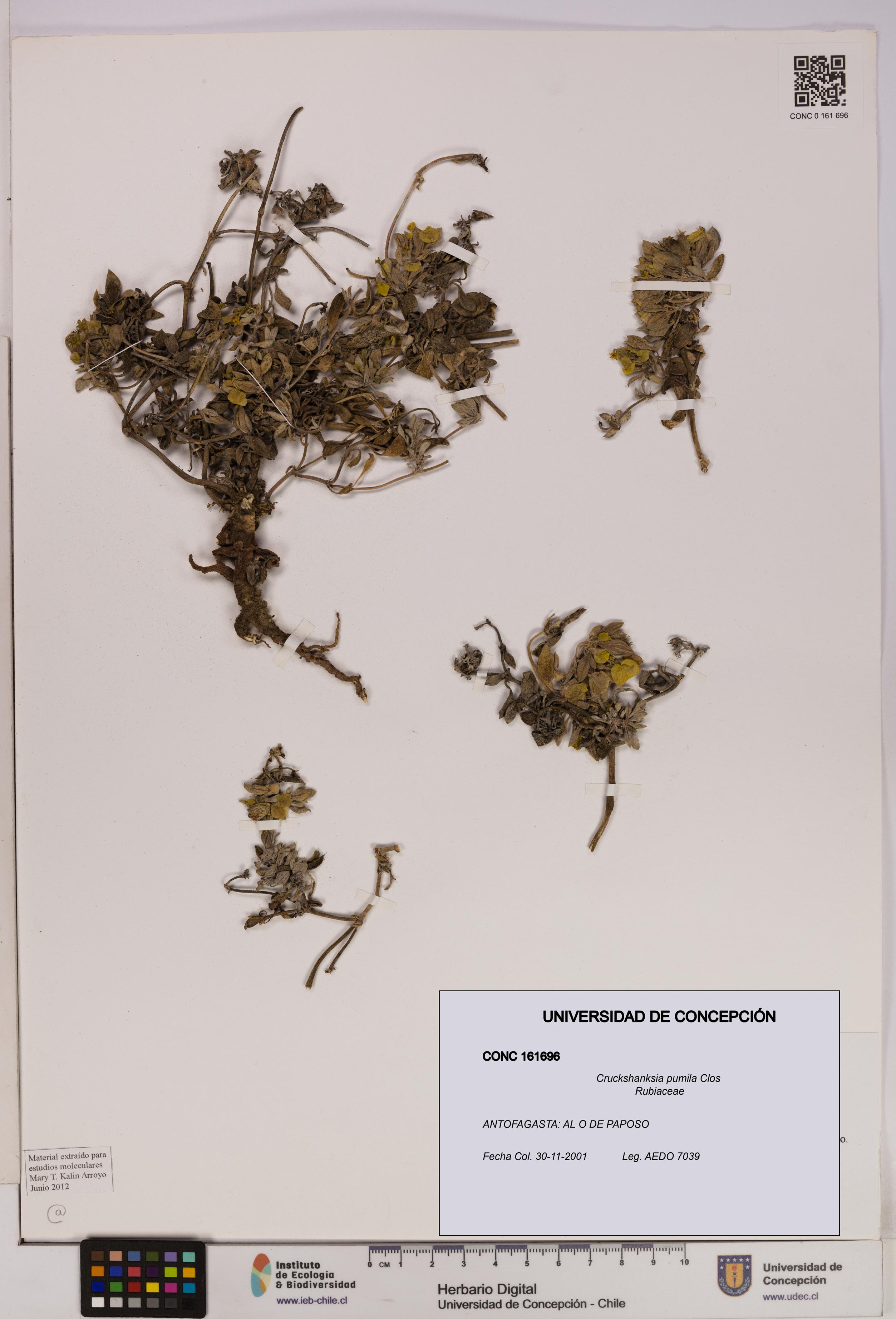 Cruckshanksia pumila [Espécimen: UDEC:CONC:0161696]