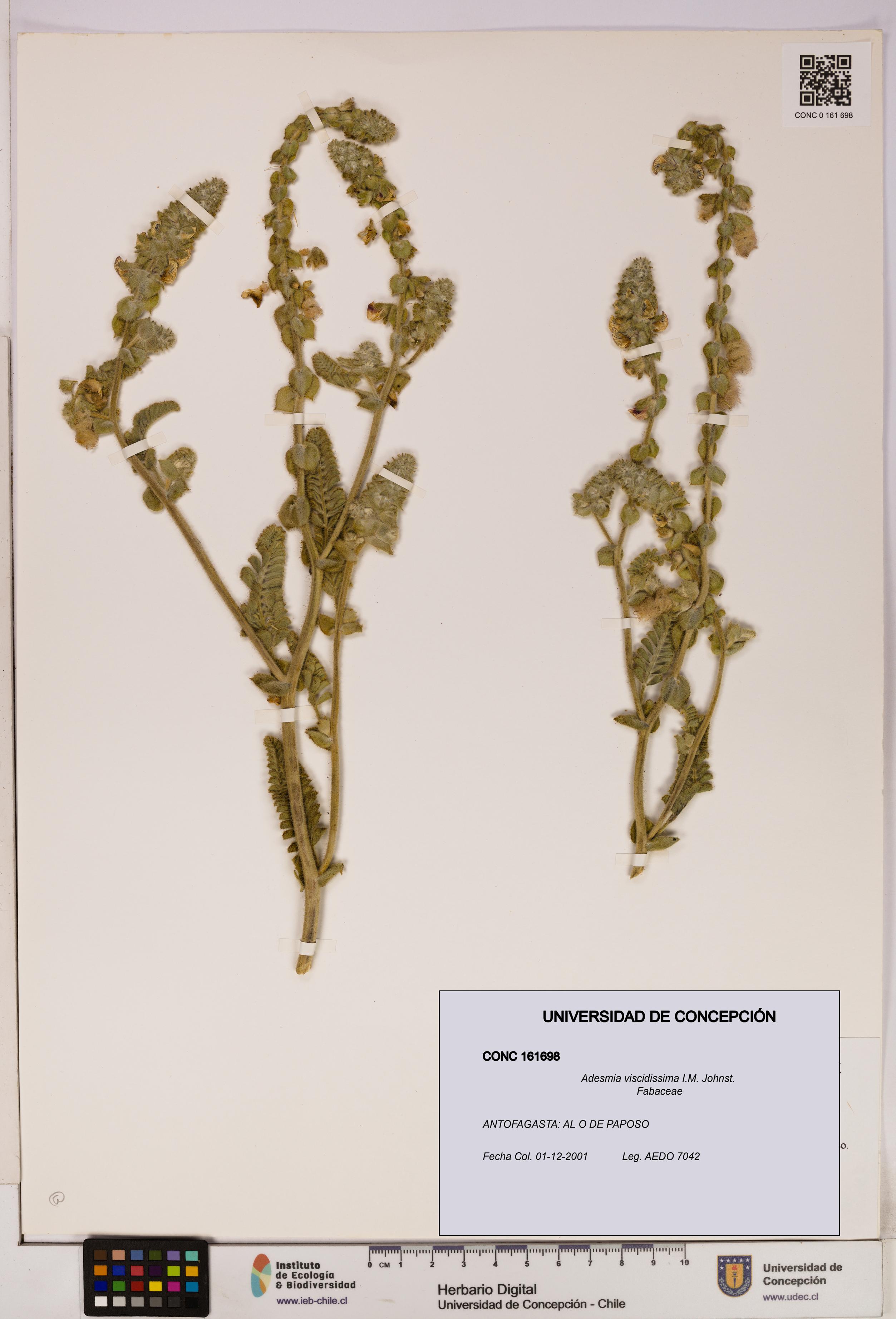 Adesmia viscidissima [Espécimen: UDEC:CONC:0161698]
