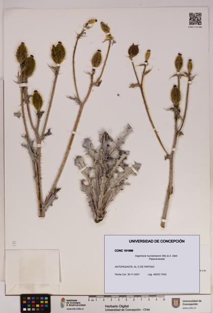 Argemone hunnemannii [Espécimen: UDEC:CONC:0161699]