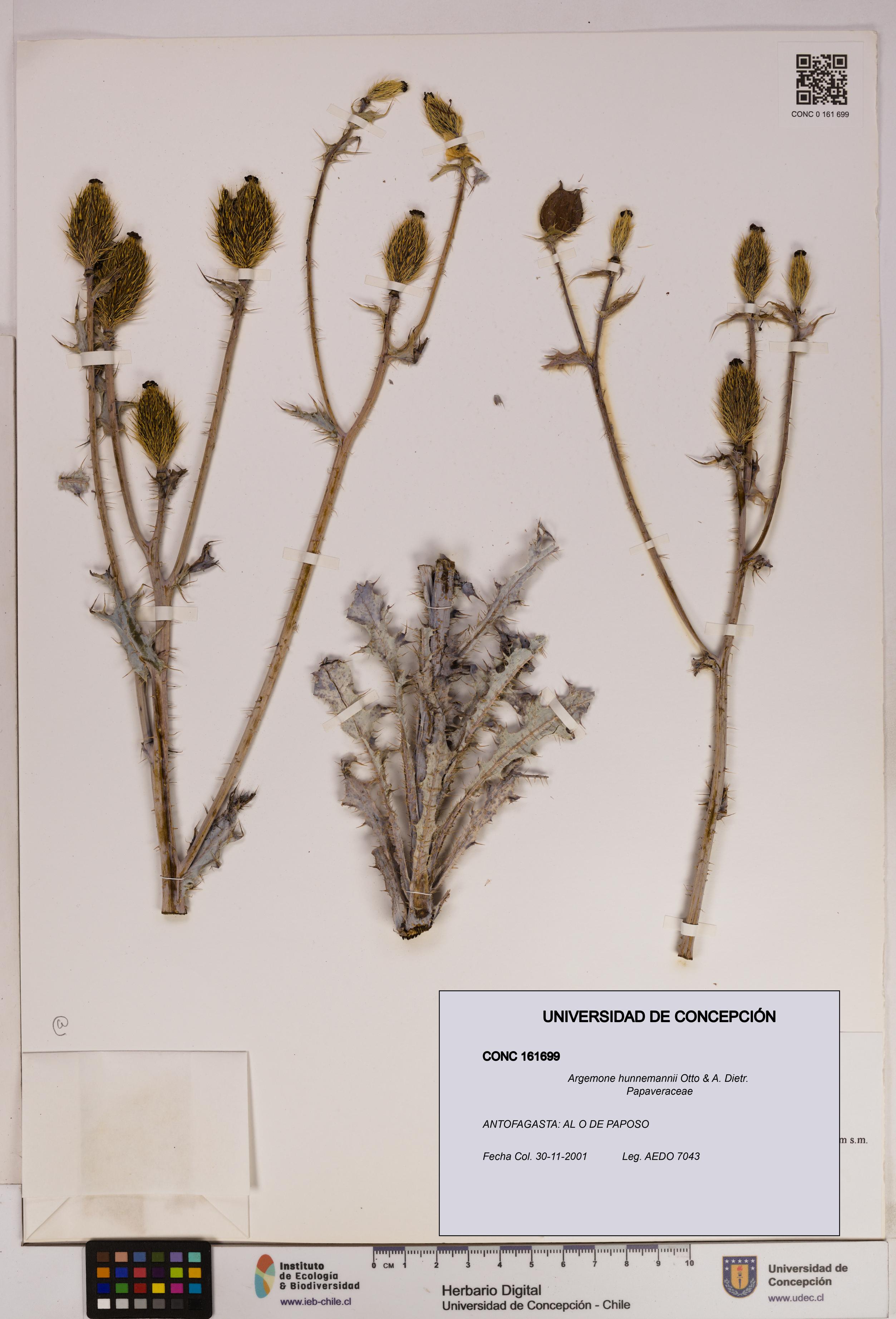 Argemone hunnemannii [Espécimen: UDEC:CONC:0161699]