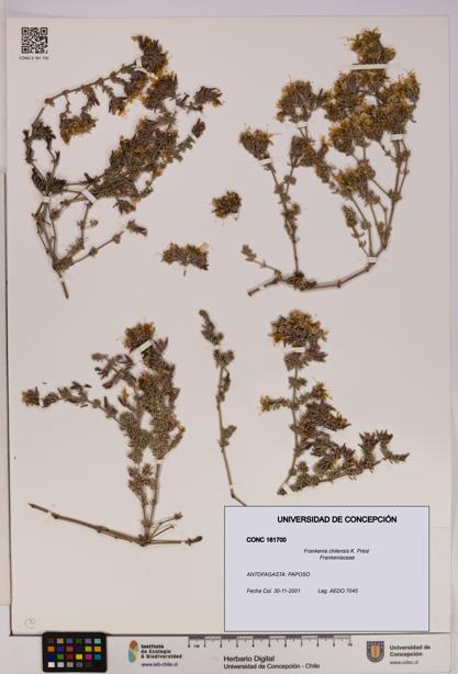 Frankenia chilensis [Espécimen: UDEC:CONC:0161700]