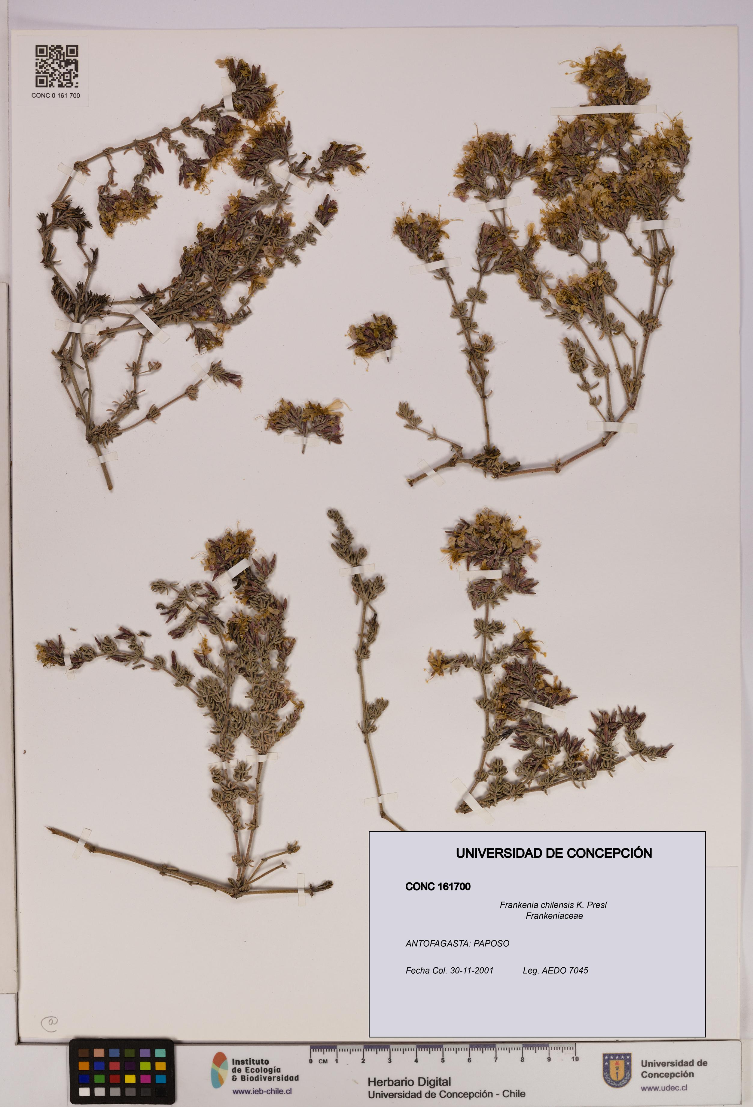 Frankenia chilensis [Espécimen: UDEC:CONC:0161700]
