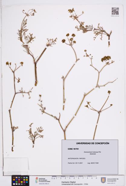 Eremocharis fruticosa [Espécimen: ]