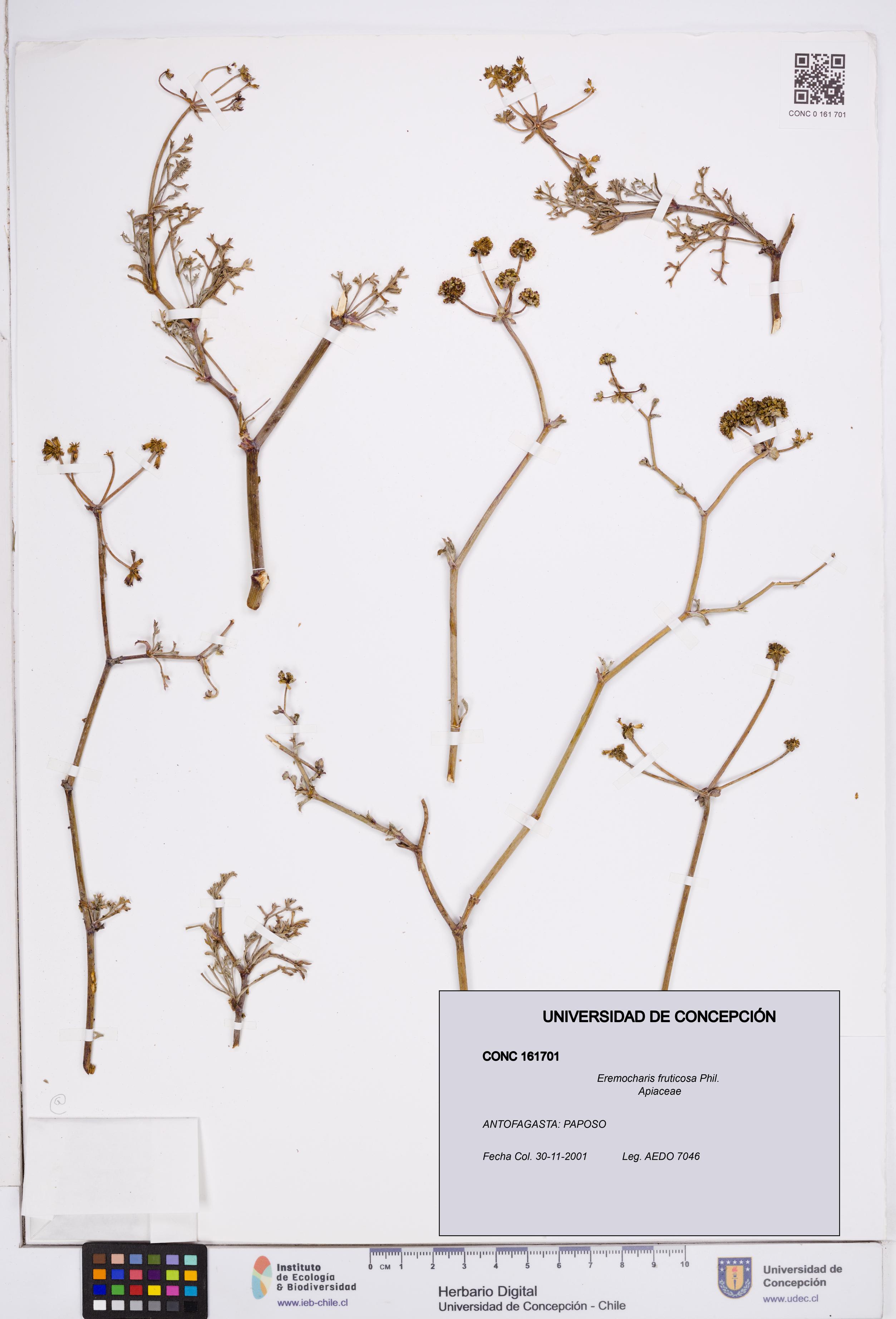 Eremocharis fruticosa [Espécimen: ]