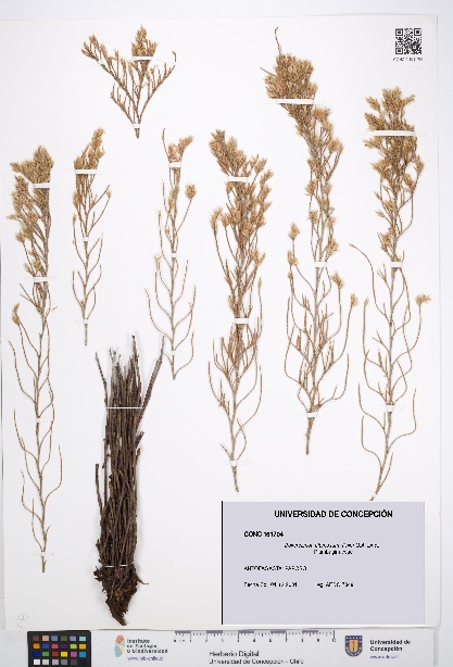 Bakerolimon plumosum [Espécimen: UDEC:CONC:0161704]
