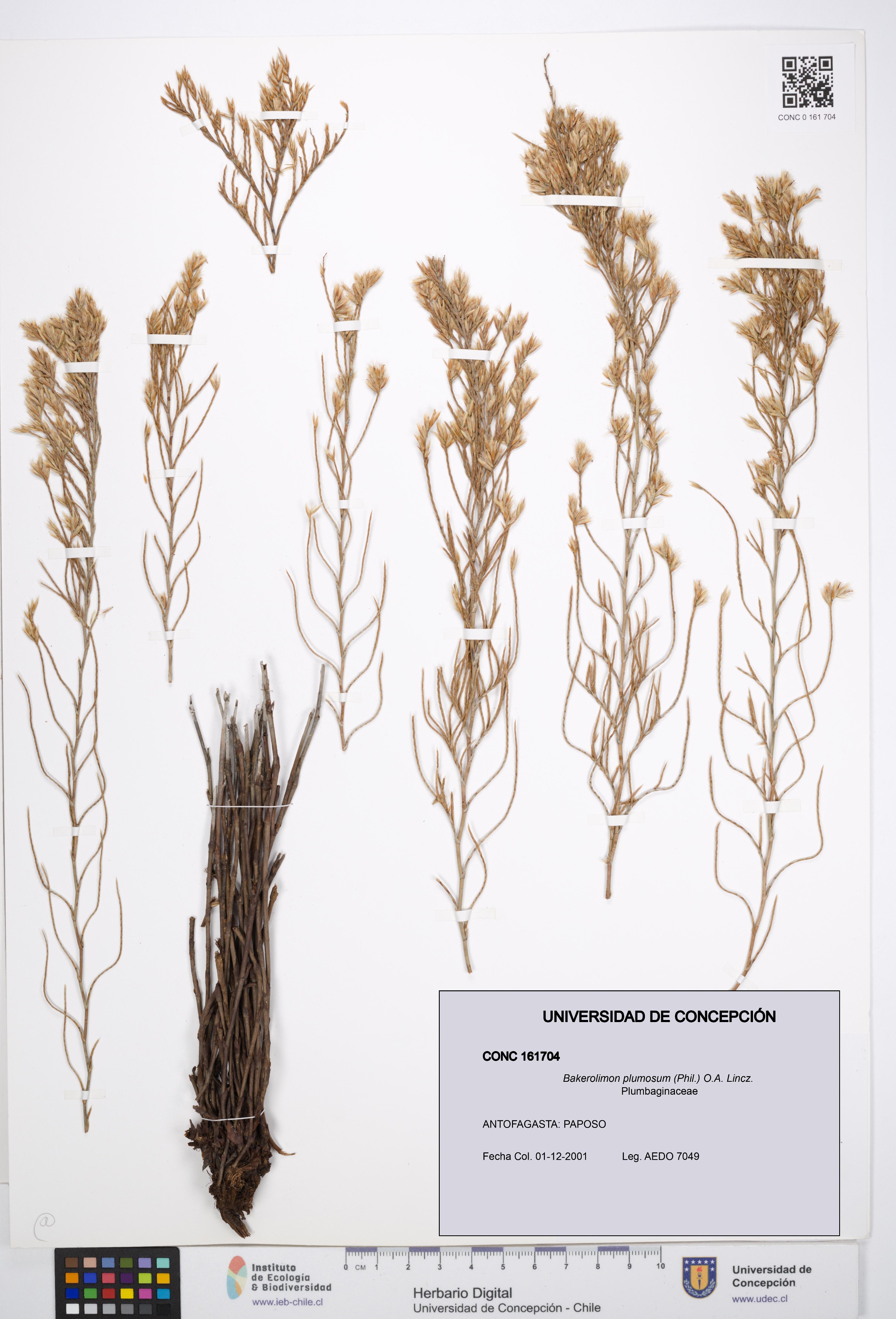 Bakerolimon plumosum [Espécimen: UDEC:CONC:0161704]