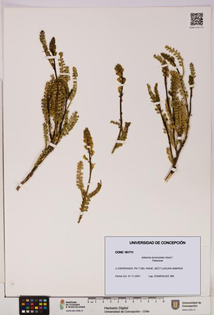 Adesmia boronioides [Espécimen: UDEC:CONC:0161711]