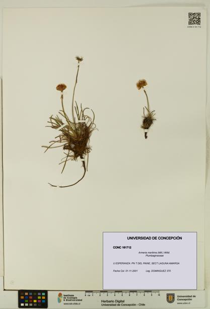 Armeria maritima [Espécimen: UDEC:CONC:0161712]