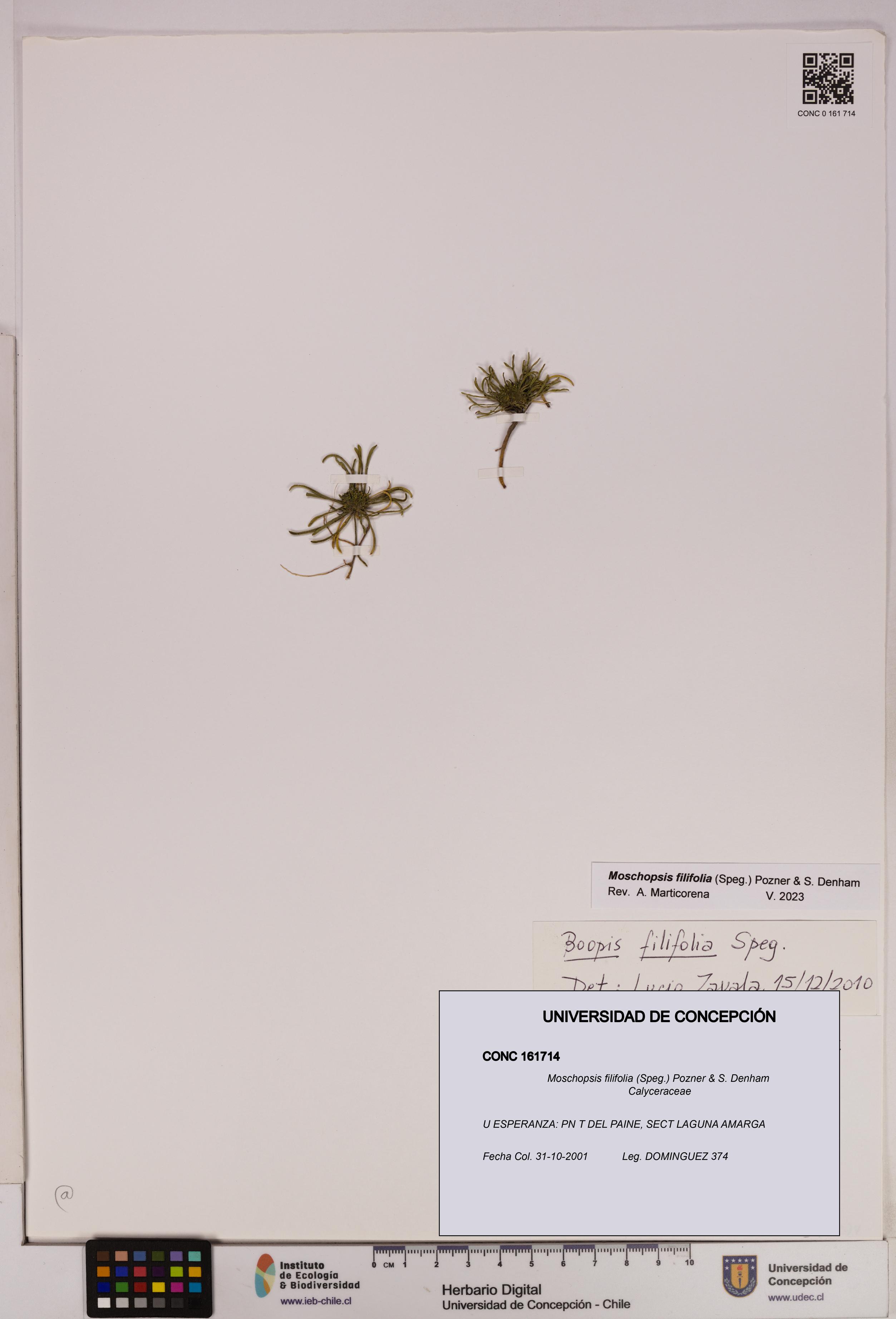 Moschopsis filifolia [Espécimen: UDEC:CONC:0161714]