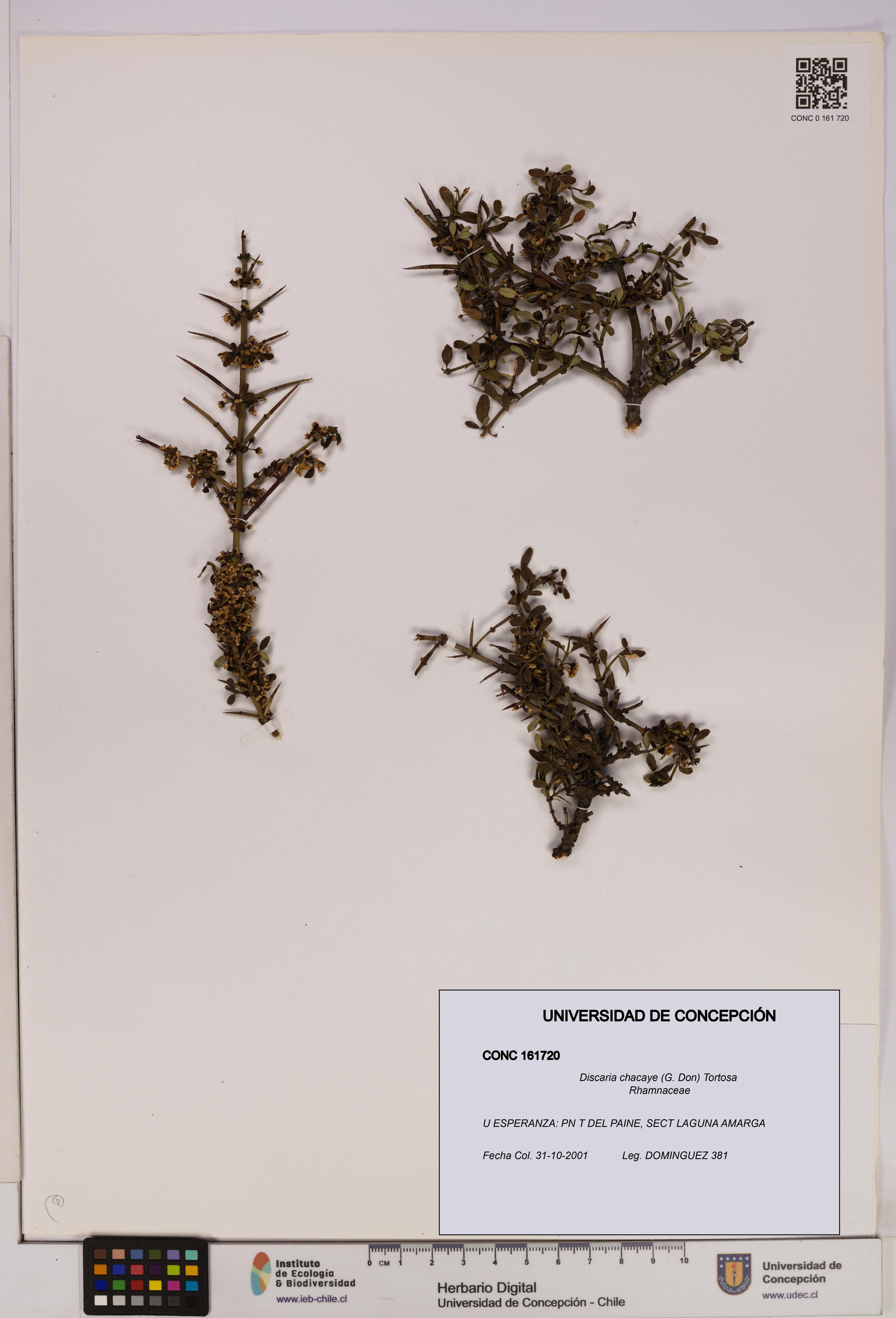 Discaria chacaye [Espécimen: UDEC:CONC:0161720]