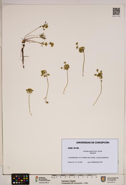 Azorella acaulis [Espécimen: ]