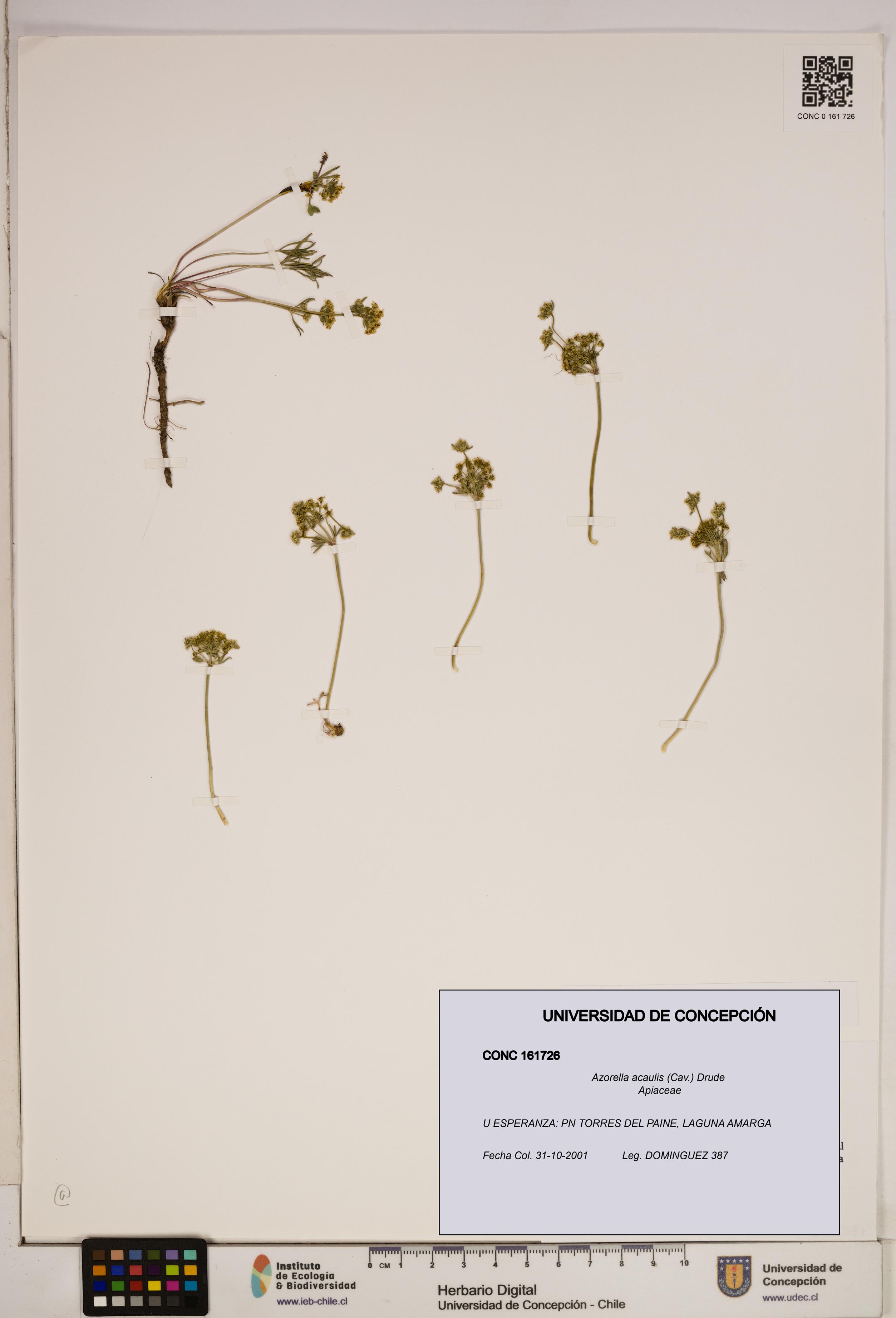 Azorella acaulis [Espécimen: ]