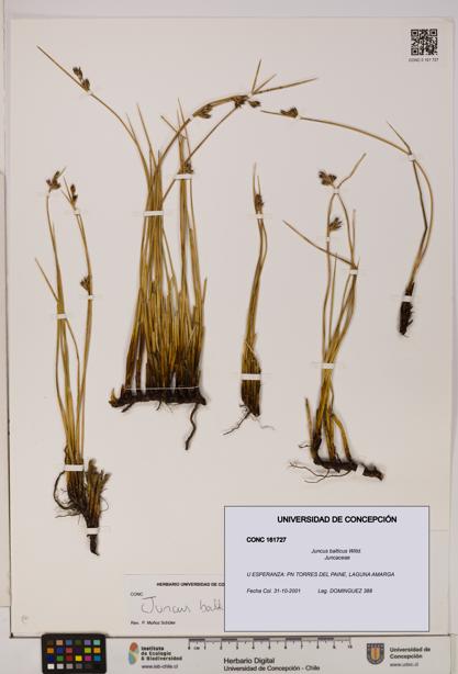 Juncus balticus [Espécimen: UDEC:CONC:0161727]