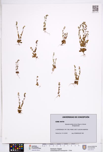 Myosotis stricta [Espécimen: ]
