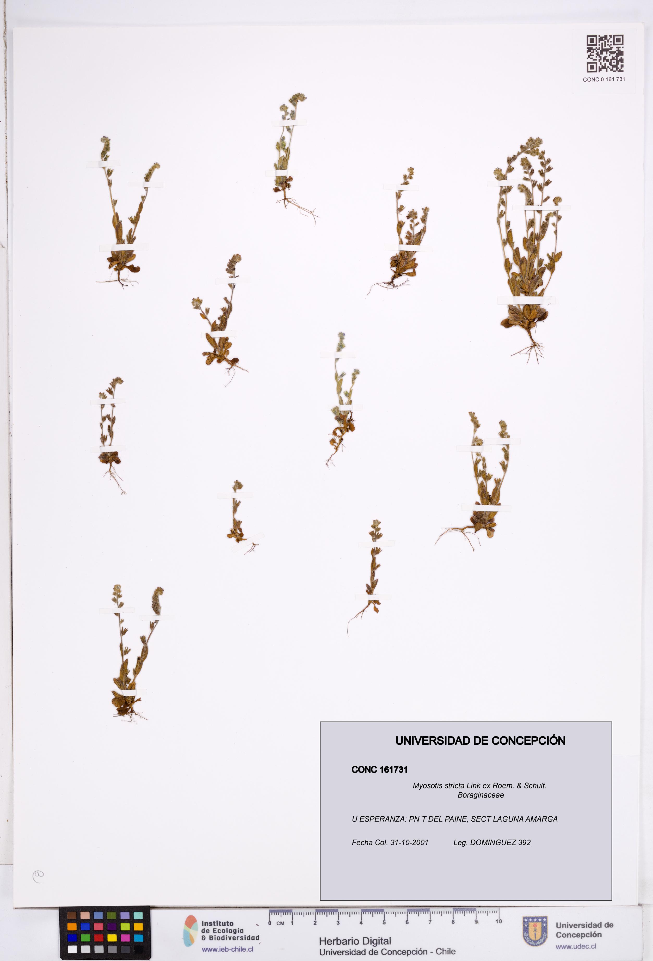 Myosotis stricta [Espécimen: ]