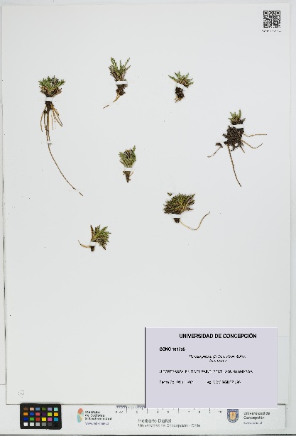 Perezia pilifera [Espécimen: UDEC:CONC:0161735]