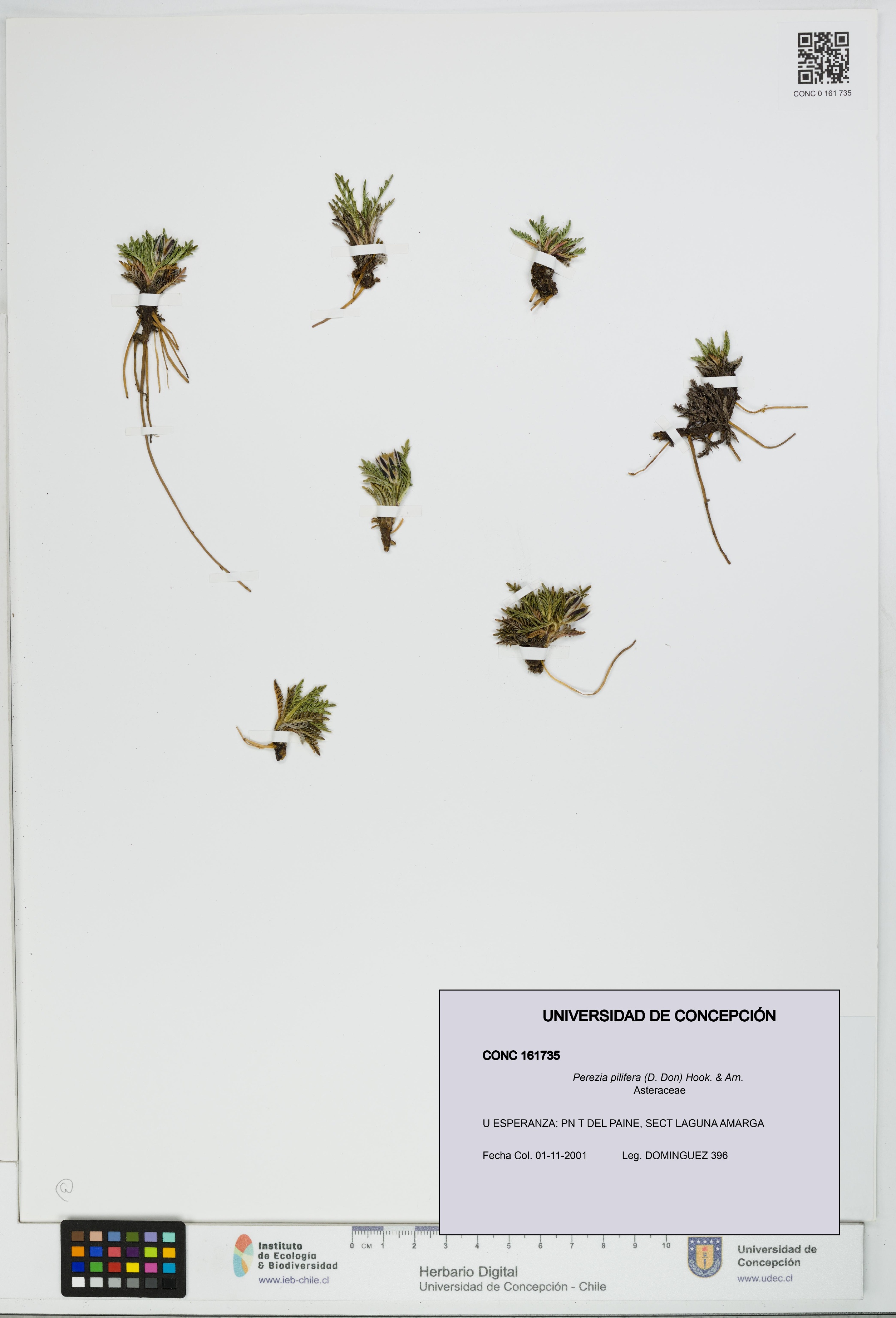 Perezia pilifera [Espécimen: UDEC:CONC:0161735]