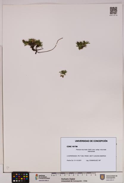 Perezia recurvata subsp. recurvata [Espécimen: UDEC:CONC:0161736]