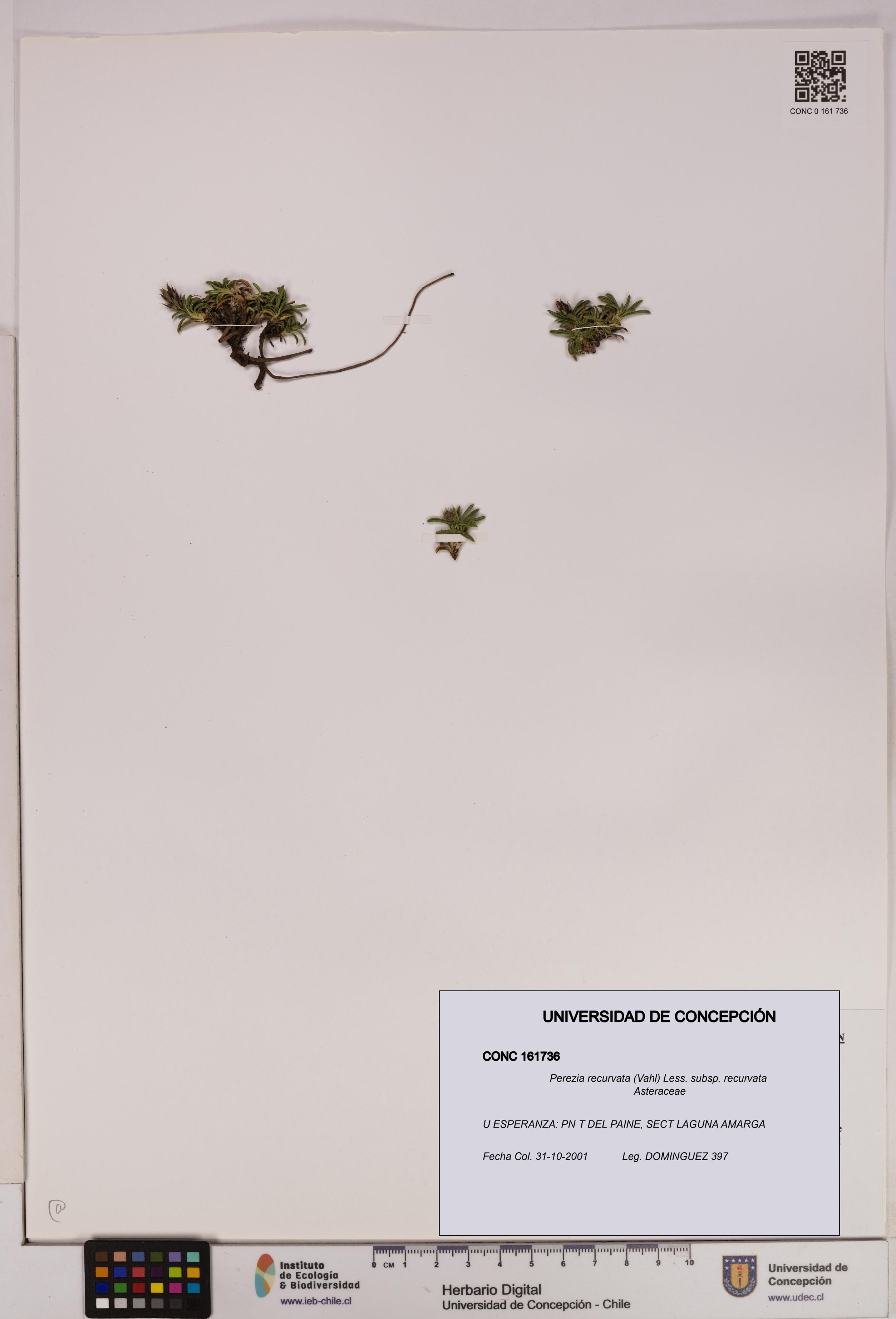 Perezia recurvata subsp. recurvata [Espécimen: UDEC:CONC:0161736]