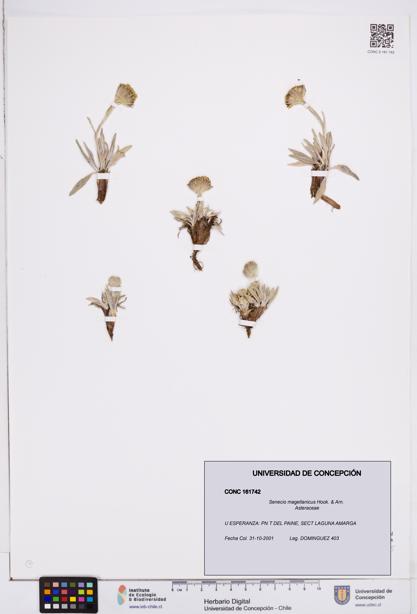 Senecio magellanicus [Espécimen: ]