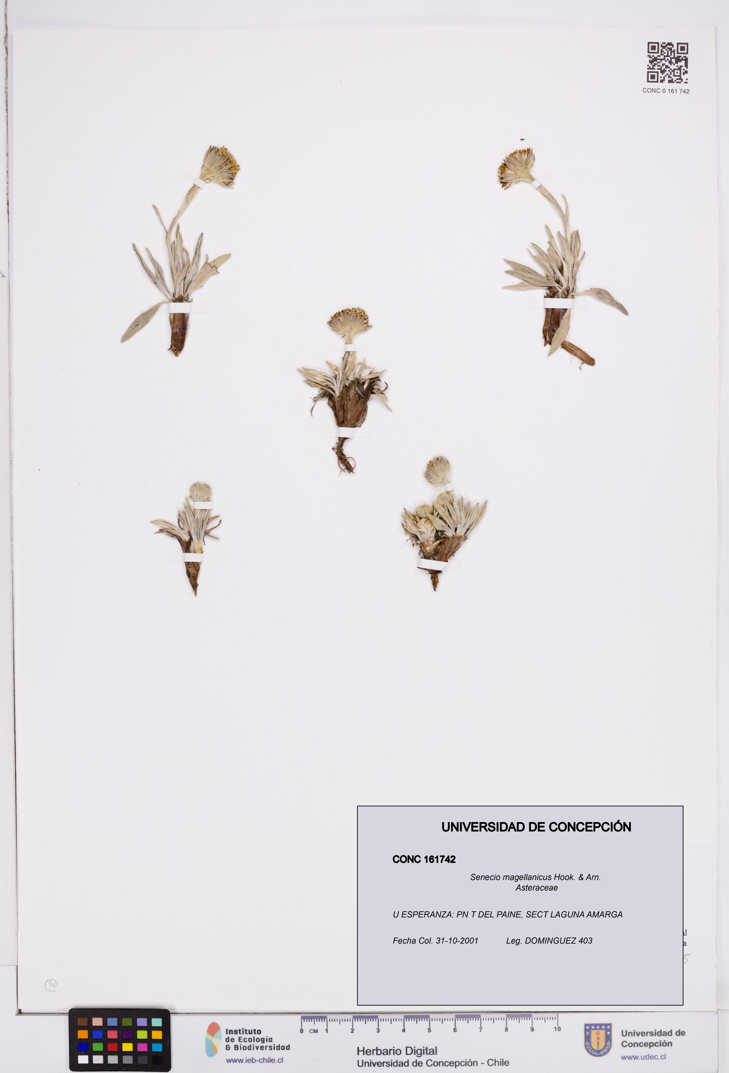 Senecio magellanicus [Espécimen: ]