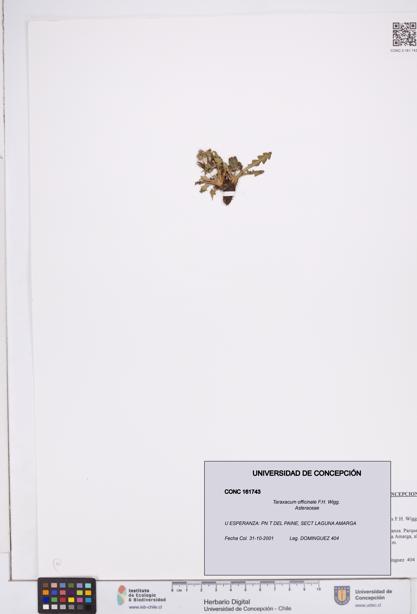 Taraxacum officinale [Espécimen: ]