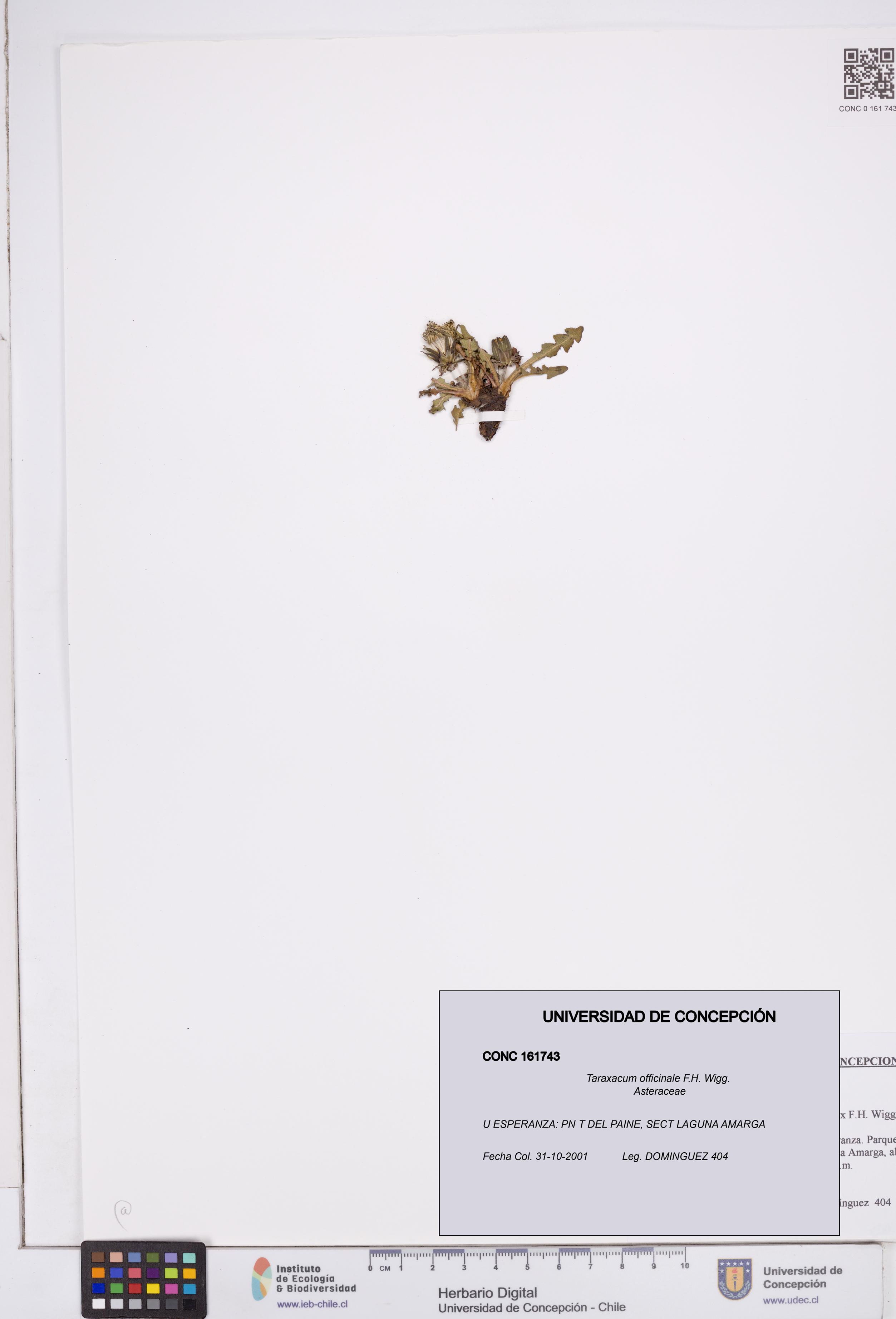 Taraxacum officinale [Espécimen: ]