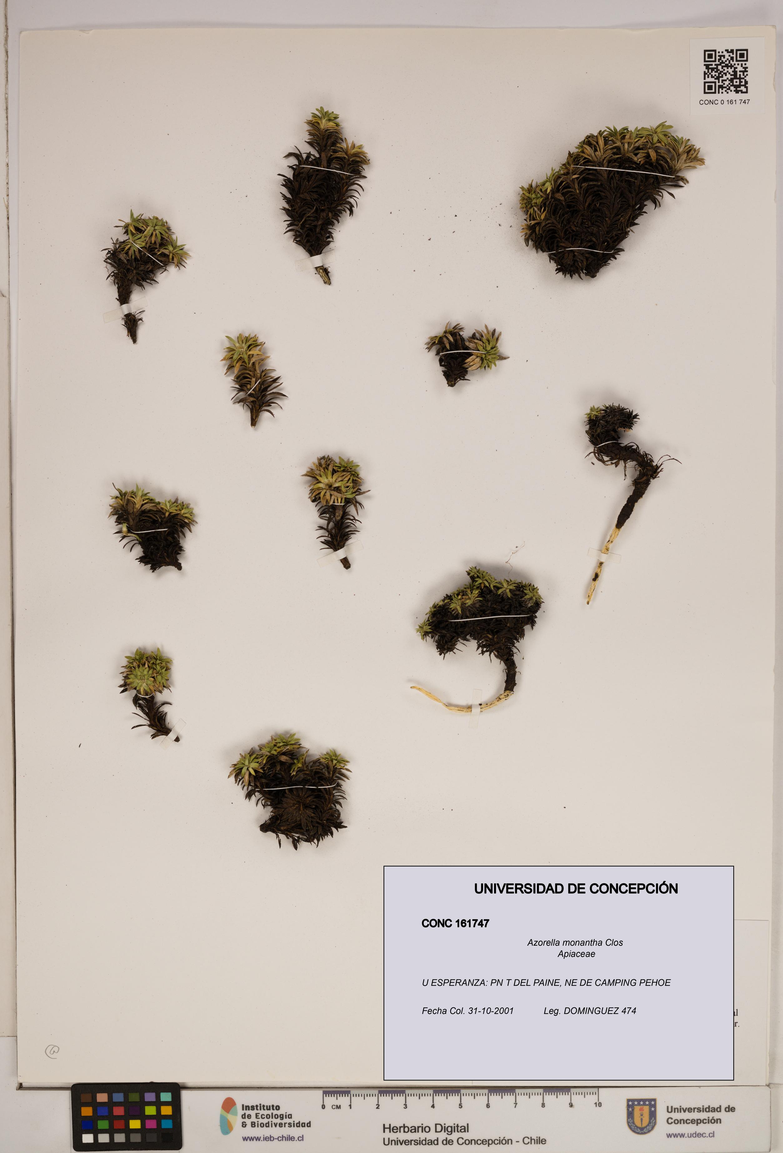 Azorella monantha [Espécimen: ]