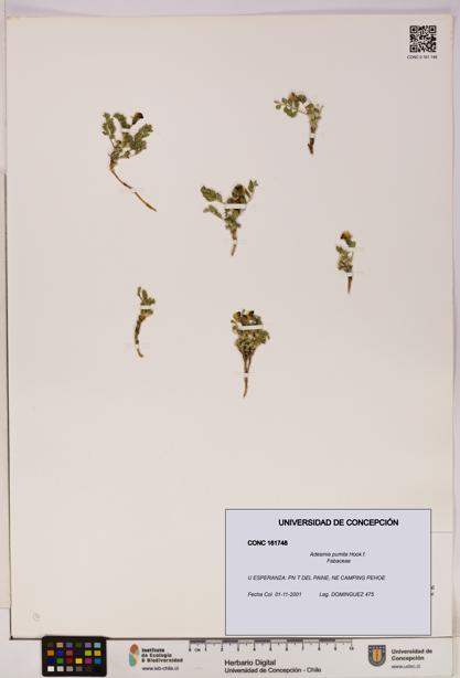 Adesmia pumila [Espécimen: UDEC:CONC:0161748]