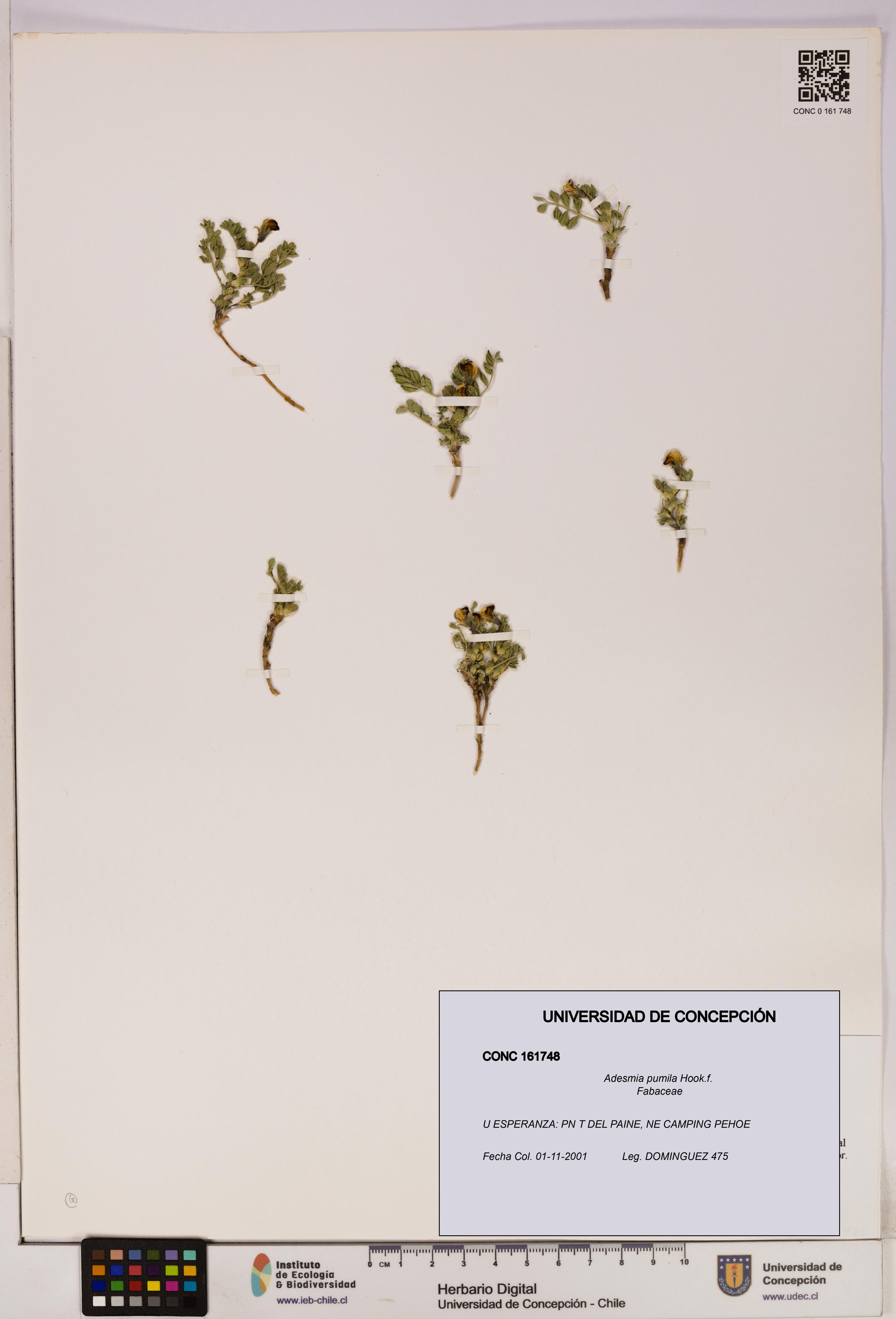Adesmia pumila [Espécimen: UDEC:CONC:0161748]