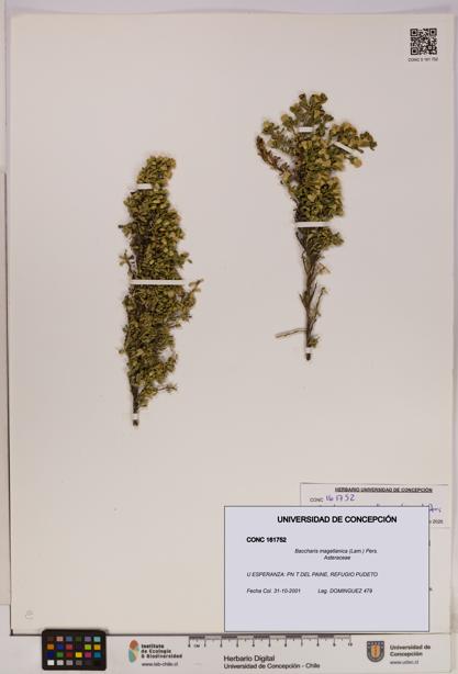Baccharis magellanica [Espécimen: UDEC:CONC:0161752]