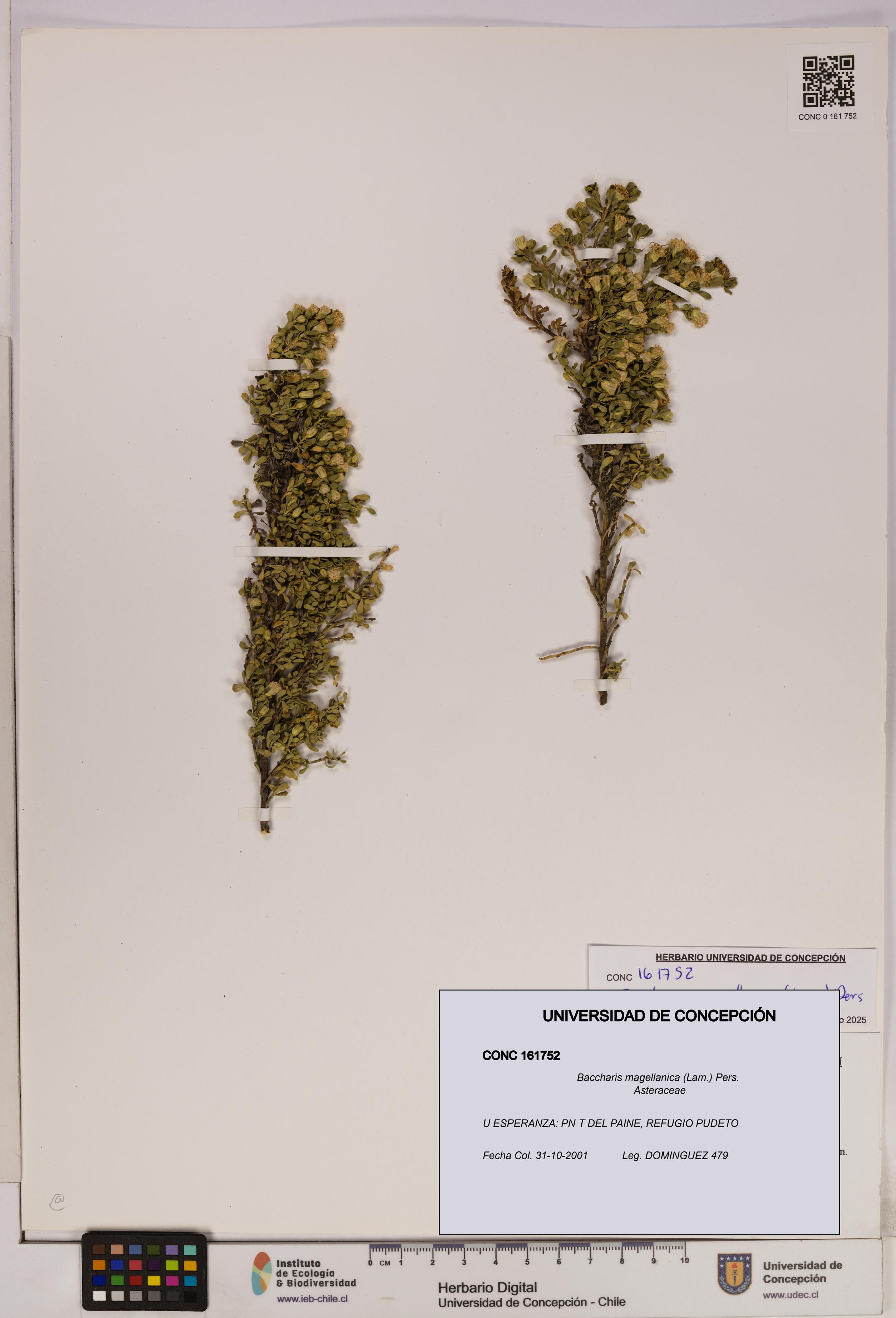 Baccharis magellanica [Espécimen: UDEC:CONC:0161752]