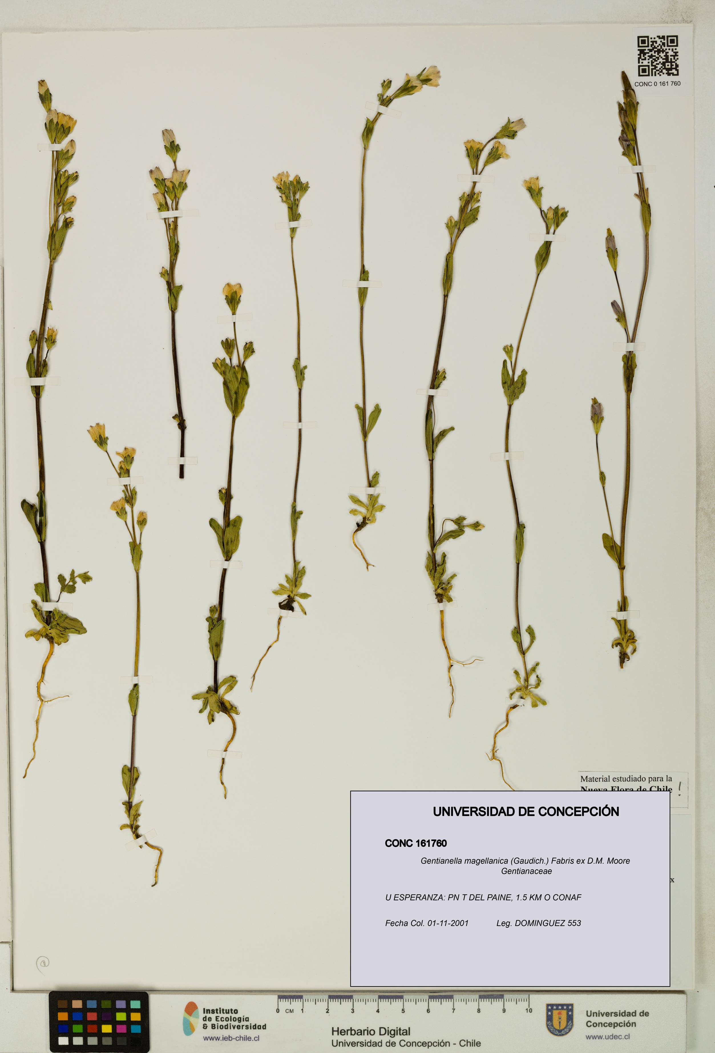 Gentianella magellanica [Espécimen: UDEC:CONC:0161760]