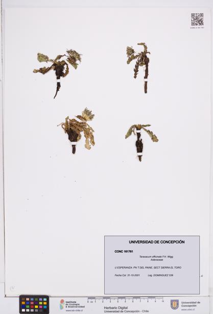 Taraxacum officinale [Espécimen: ]
