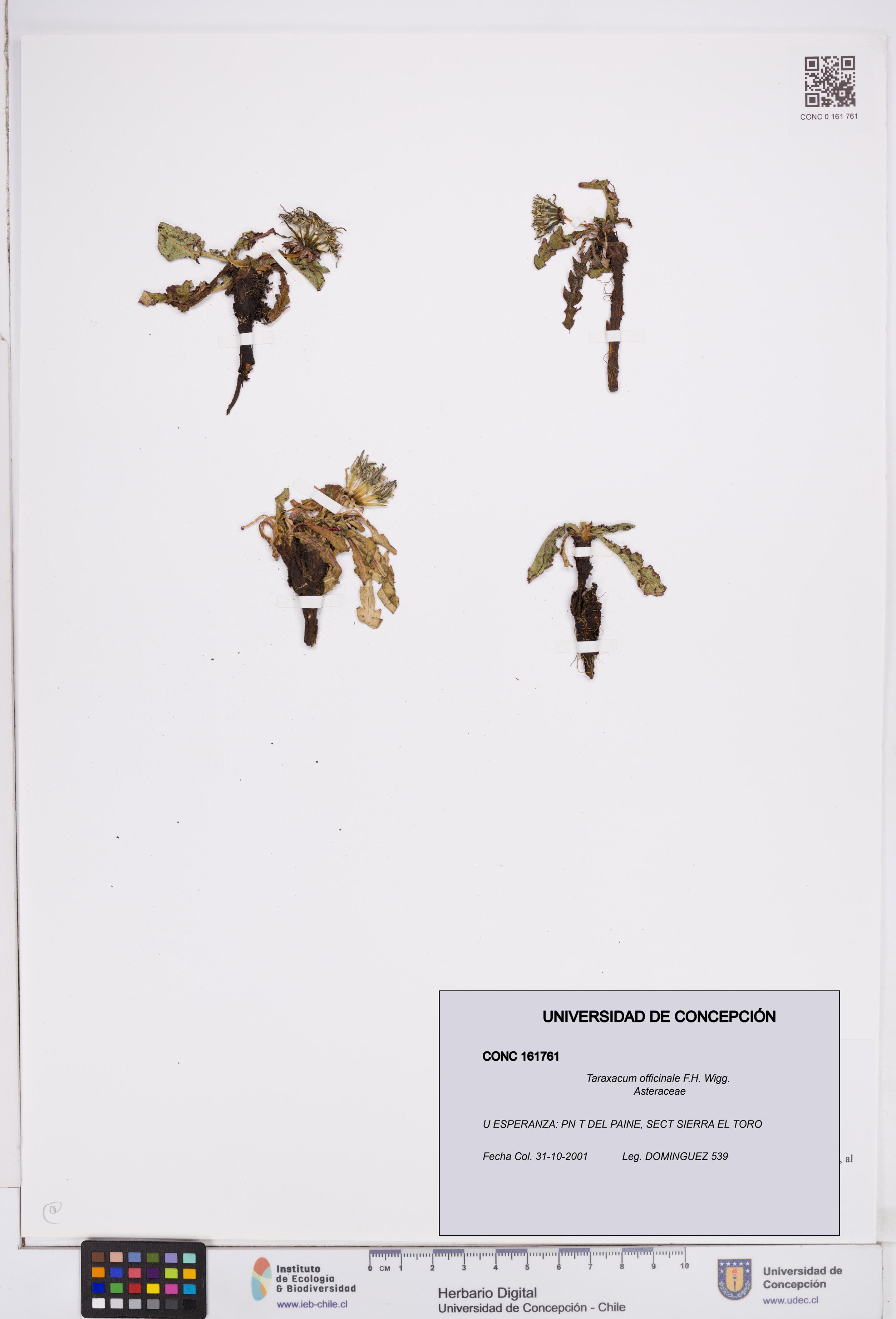Taraxacum officinale [Espécimen: ]