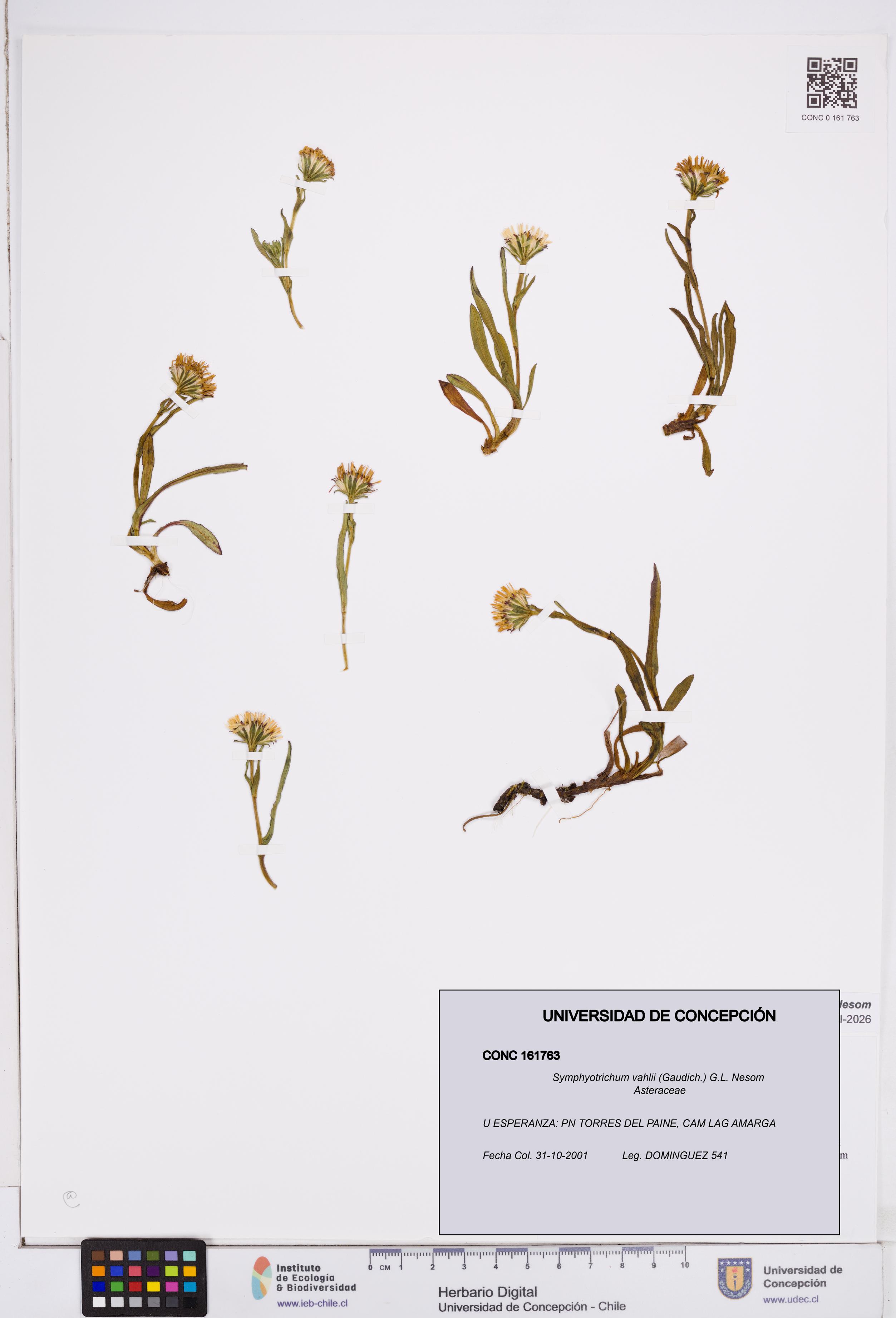 Symphyotrichum vahlii [Espécimen: ]