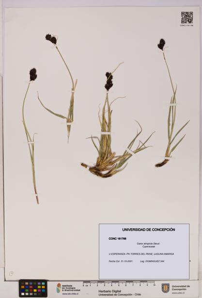 Carex atropicta [Espécimen: UDEC:CONC:0161766]