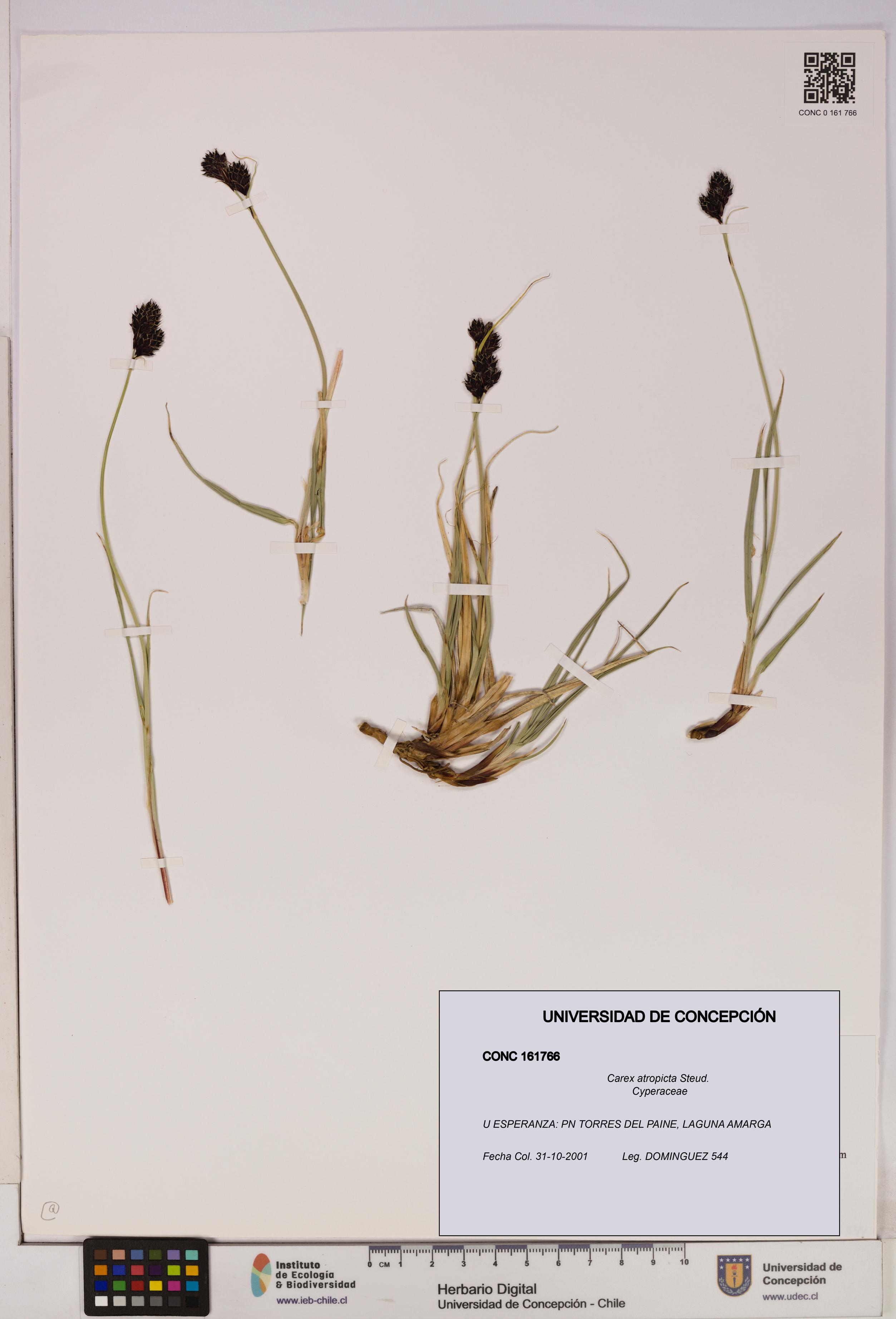 Carex atropicta [Espécimen: UDEC:CONC:0161766]