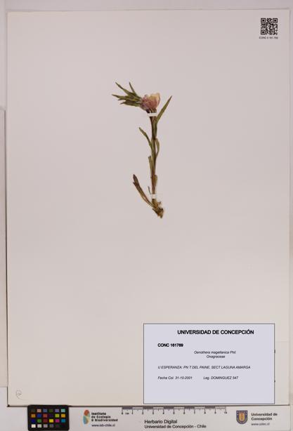 Oenothera magellanica [Espécimen: UDEC:CONC:0161769]