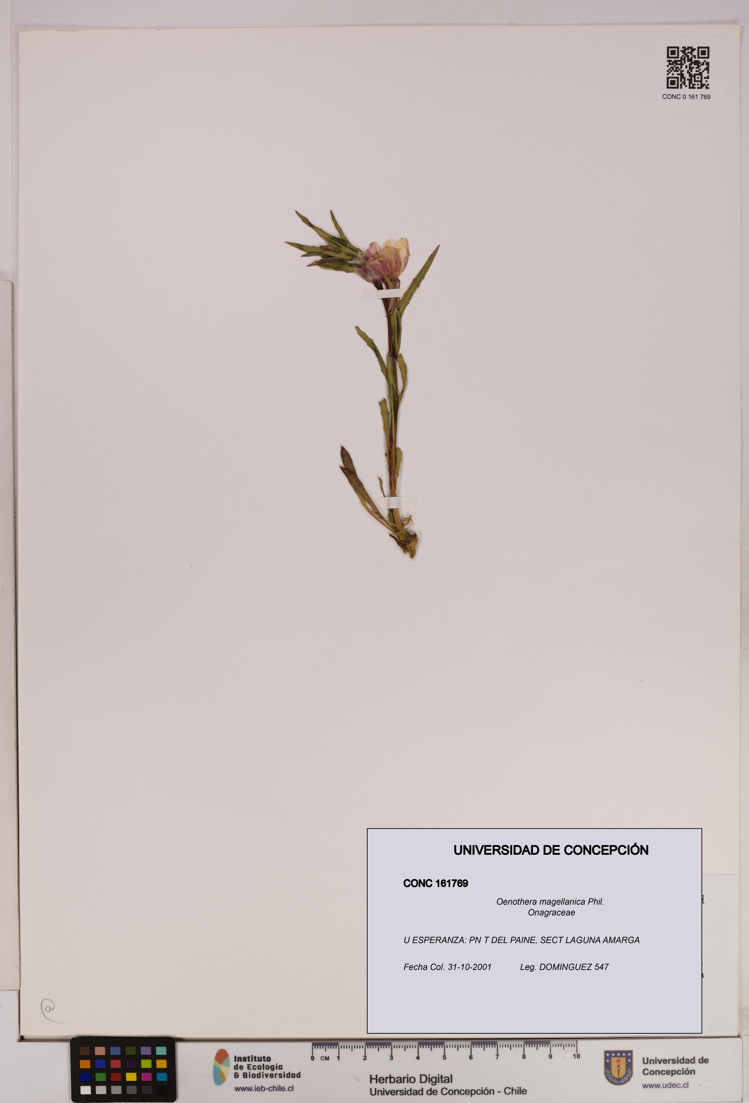 Oenothera magellanica [Espécimen: UDEC:CONC:0161769]