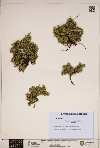 Azorella trifurcata [Espécimen: ]