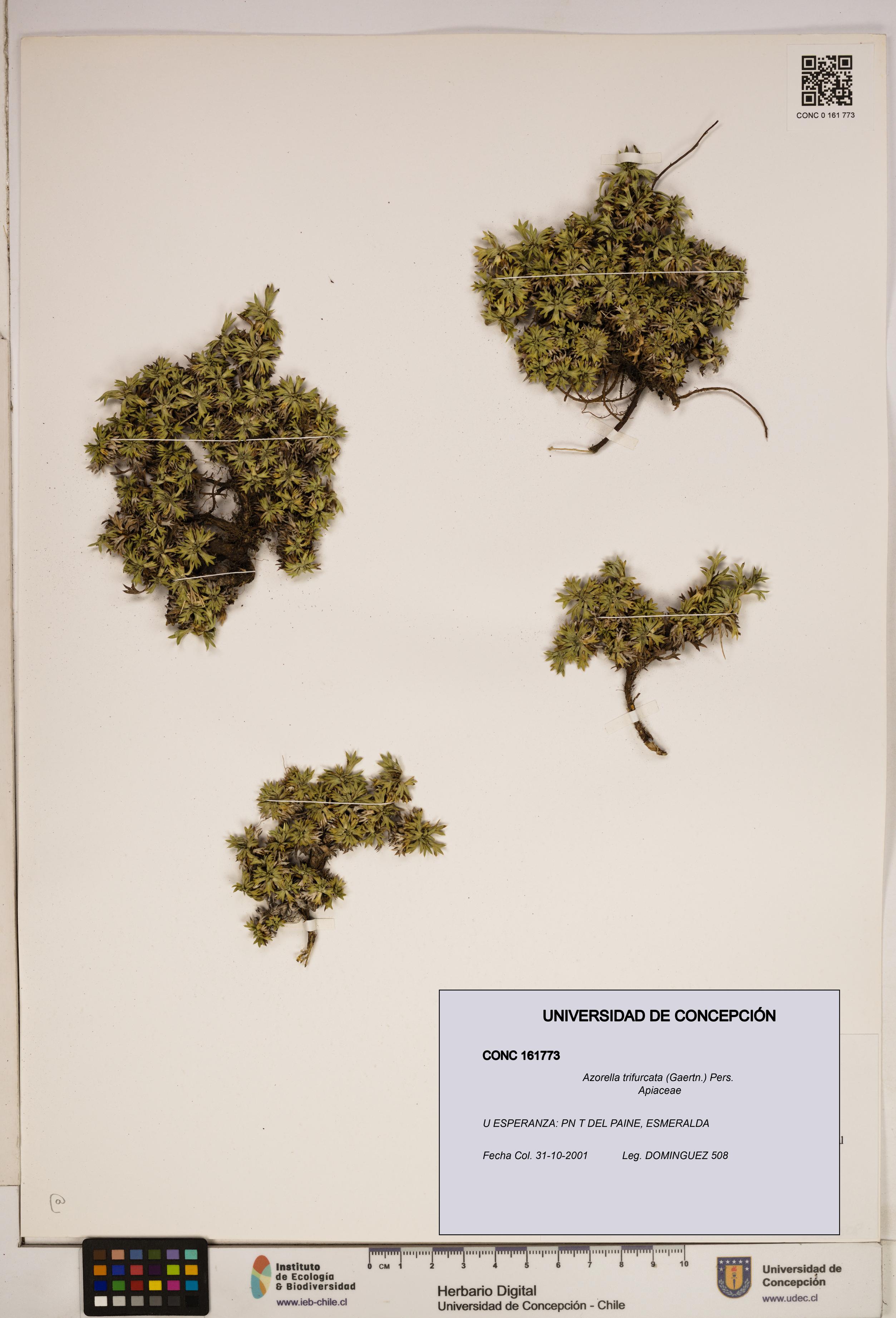 Azorella trifurcata [Espécimen: ]