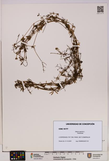 Galium aparine [Espécimen: UDEC:CONC:0161777]
