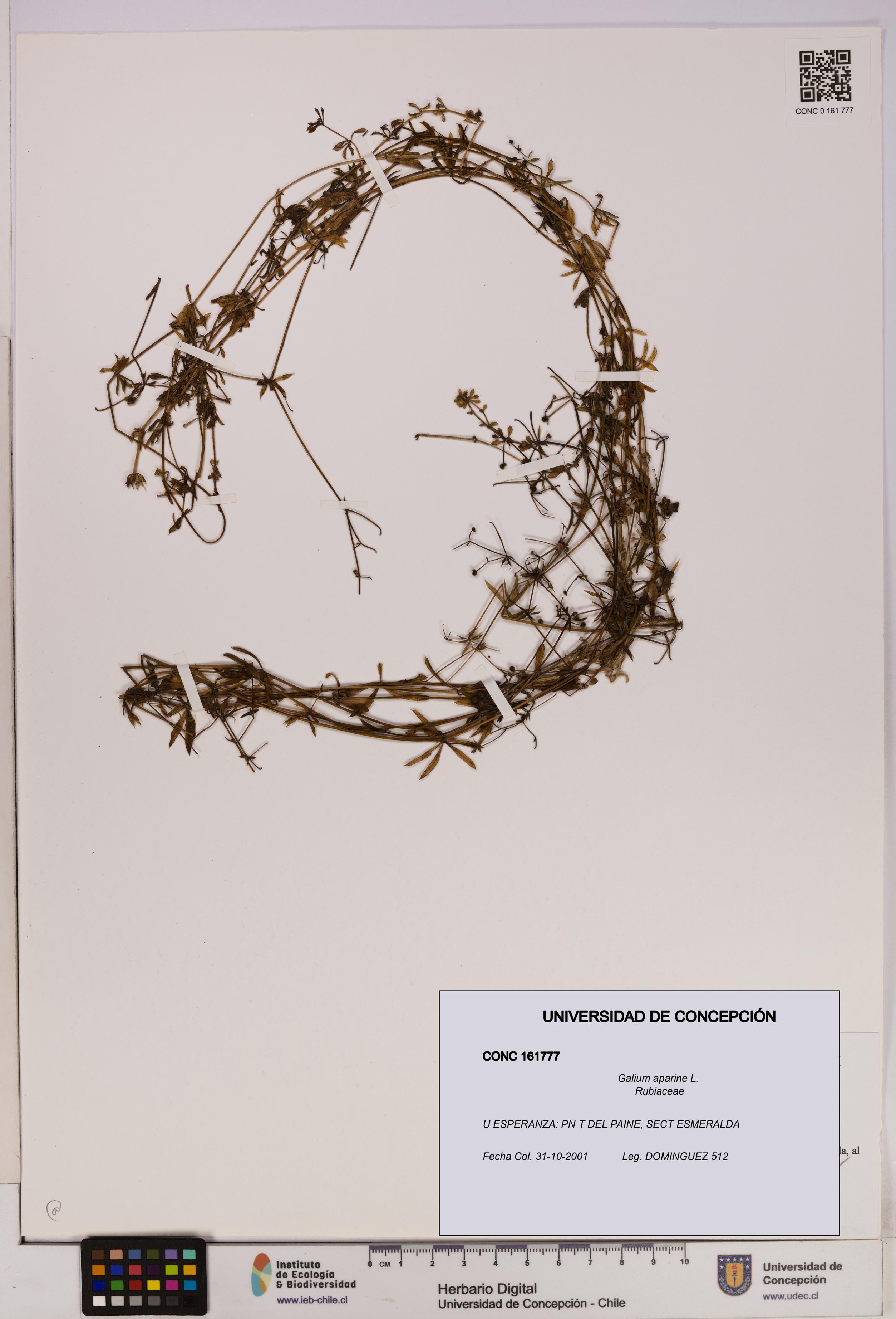 Galium aparine [Espécimen: UDEC:CONC:0161777]